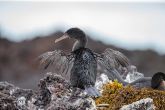 Galapagos Flightless Cormorant (Phalacrocorax harrisi) sunning