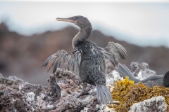 Galapagos Flightless Cormorant (Phalacrocorax harrisi)