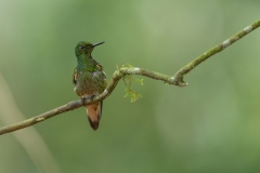 Buff-tailed Coronet (Boissonneaua flavescens) male