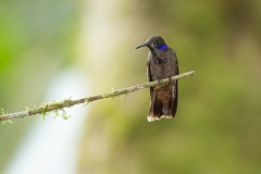 Brown Violet Ear (Colibri delphinae)