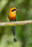 Rufous Motmot (Baryphthengus martii)