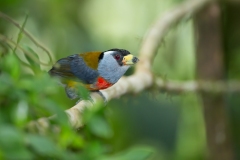 Toucan Barbet (Semnornis ramphastinus)