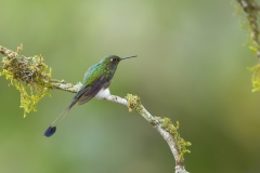 Booted Racket-tail (Ocreatus underwoodii)