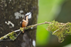 Purple-throated Woodstar (Calliphlox mitchellii) female