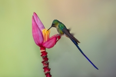 Violet-tailed Sylph (Aglaiocercus coelestis) male