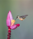 Purple-throated Woodstar (Calliphlox mitchellii) female