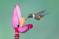 Purple-throated Woodstar (Calliphlox mitchellii) male