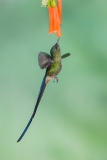 Violet-tailed Sylph (Aglaiocercus coelestis)