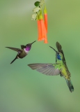 Green Violetear, Mexican Violetear (Colibri thalassinus)  and Purple-throated Woodstar (Calliphlox mitchellii) male circling a flower