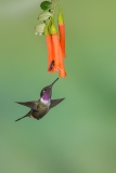 Purple-throated Woodstar (Calliphlox mitchellii)