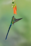 Violet-tailed Sylph (Aglaiocercus coelestis)