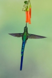 Violet-tailed Sylph (Aglaiocercus coelestis)