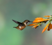 Purple-throated Woodstar (Calliphlox mitchellii) female