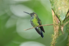 Green-crowned Brilliant (Heliodoxa jacula) juvenile male