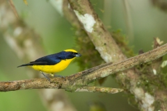 Thick-billed Euphonia (Euphonia laniirostris) male