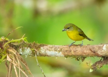 Thick-billed Euphonia (Euphonia laniirostris) female