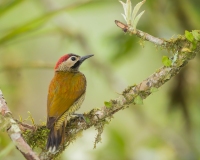 Golden-Olive Woodpecker (Piculus rubiginosus) female