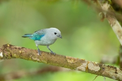 Blue-Gray Tanager (Thraupis episcopus)