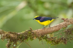 Thick-billed Euphonia (Euphonia laniirostris) male