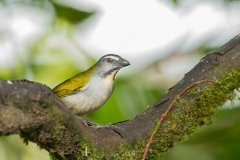 Buff-Throated Saltator (Saltator maximus)