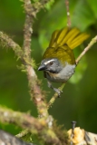 Buff-Throated Saltator (Saltator maximus)