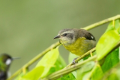 Bananaquit (Coereba flaveola)