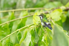 Green Thorntail (Discosura conversii) female