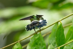 Green Thorntail (Discosura conversii) female