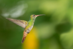 Rufous-Tailed Hummingbird (Amazilia tzacatl)