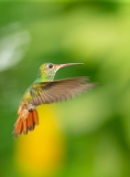 Rufous-Tailed Hummingbird (Amazilia tzacatl)