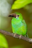 Crimson-rumped Toucanet (Aulacorhynchus haematopygus)