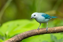 Blue-Gray Tanager (Thraupis episcopus)