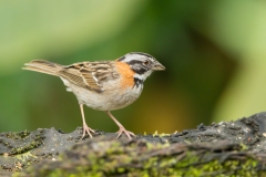 Rufous-collared Sparrow ((Zonotrichia capensis)