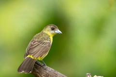 Lemon-rumped Tanager (Ramphocelus icteronotus) female