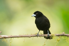 Lemon-rumped Tanager (Ramphocelus icteronotus)