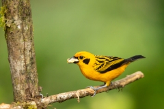 Golden Tanager (Tangara arthus)