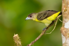 Lemon-rumped Tanager (Ramphocelus icteronotus) female