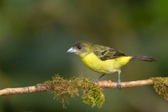 Lemon-rumped Tanager (Ramphocelus icteronotus) female