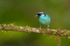 Golden-Naped Tanager (Tangara ruficervix) male