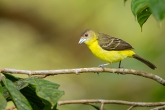 Lemon-rumped Tanager (Ramphocelus icteronotus) female