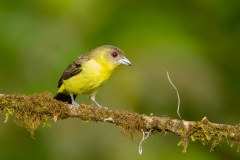 Lemon-rumped Tanager (Ramphocelus icteronotus) female