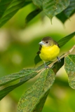 Lemon-rumped Tanager (Ramphocelus icteronotus) female