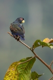 Bronze-winged Parrot (Pionus chalcopterus)