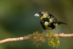 Lemon-rumped Tanager (Ramphocelus icteronotus) juvenile male