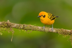 Golden Tanager (Tangara arthus)