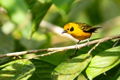 Golden Tanager (Tangara arthus)