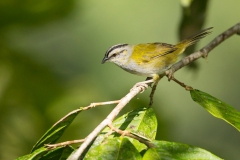 Black-billed Sparrow (Arremonops conirostris)