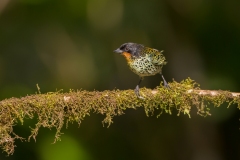 Rufous-Throated Tanager (Tangara rufigula)