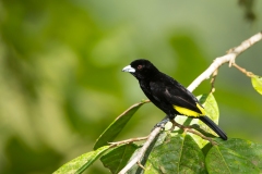 Lemon-rumped Tanager (Ramphocelus icteronotus)