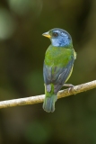 Moss-backed Tanager (Bangsia edwardsi)